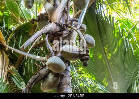 Coco de mer, Kokosnuss, größter Samen der Erde, Früchte auf der Seychellen-Palme (Lodoicea maldivica), Vallee de Mai Nationalpark, UNESCO-Welterbe, Praslin Island, Seychellen, Stockfoto