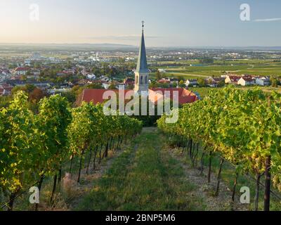 Blick auf Gumpoldskirchen, St. Michael Kirche, Thermenregion, Niederösterreich, Österreich Stockfoto