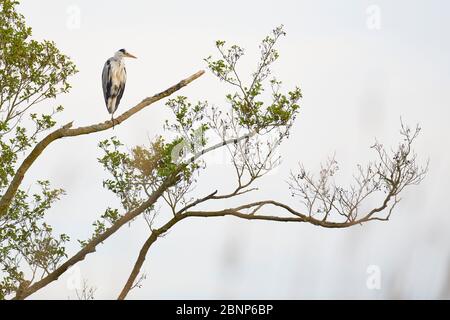 Graureiher, Ardea cinerea, sitzt auf Ast Stockfoto