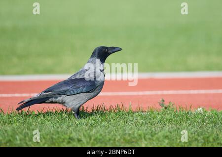 Kapuzenschrohe, Kutsche, Corvus Corone Cornix Stockfoto