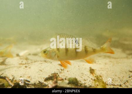 Barsch, Rotflossen-Barsch, Perca fluviatilis Stockfoto