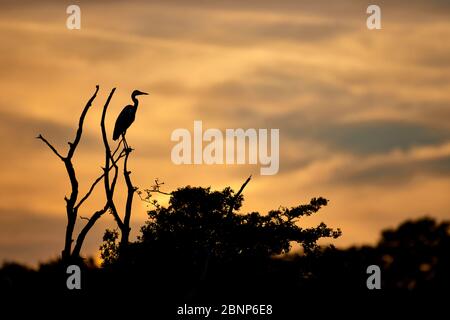 Graureiher, Ardea cinerea, auf Baum im Gegenlicht, Abendstimmung Stockfoto