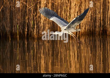 Graureiher, Ardea cinerea, fliegt hoch Stockfoto