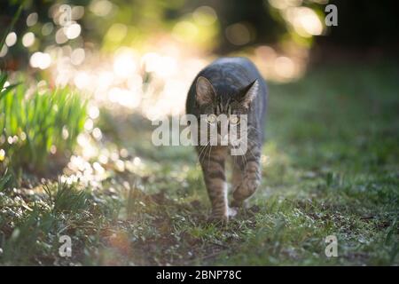 Die Katze auf dem Buckel schaut auf die Kamera im sonnigen Hinterhof Stockfoto