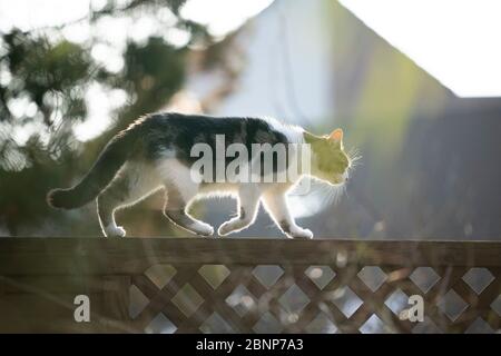 Streunende Katze, die draußen im Hinterhof auf einem Zaun läuft Stockfoto