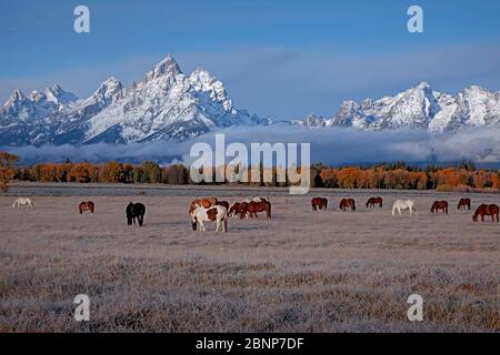 WY04330-00...WYOMING - Pferde grasen auf einem frostbedeckten Feld in der Nähe von Moran Junction im Grand Teton National Park. Stockfoto