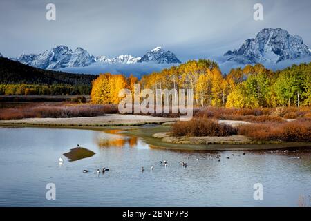 WY04327-00....WYOMING - Aspen Bäume durch Herbstfarbe und Mount Moran an der Oxbow Bend des Snake River im Grand Teton National Park erhellt. Stockfoto