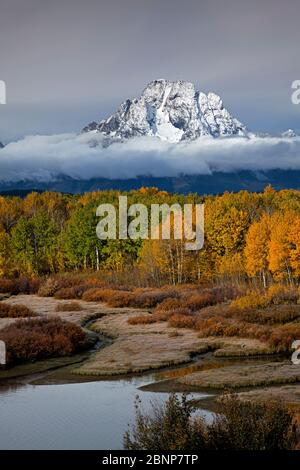 WY04339-00....WYOMING - Aspen Bäume durch Herbstfarbe und Mount Moran an der Oxbow Bend des Snake River im Grand Teton National Park erhellt. Stockfoto