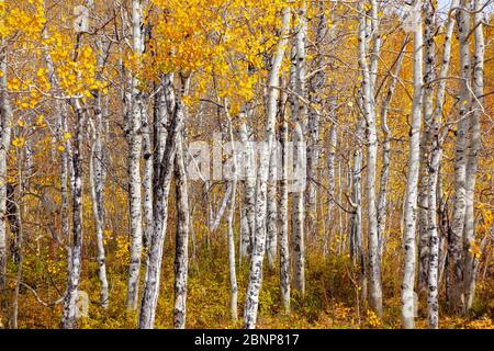 WY04342-00...WYOMING - Herbstfärbung in einem Espenhain im Grand Teton National Park. Stockfoto