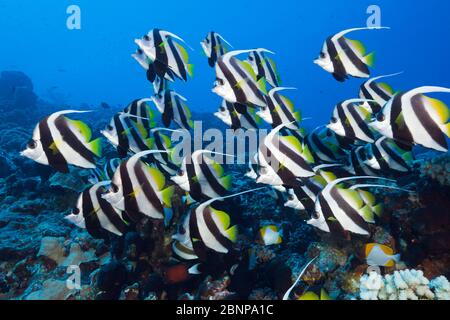 Schwarm von Langflossen-Bannerfisch, Heniochus acuminatus, Ahe-Atoll, Tuamotu-Archipel, Französisch-Polynesien Stockfoto