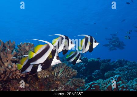 Shoal of Longfin Bannerfish, Heniochus acuminatus, Fakarava, Tuamotu Archipel, Französisch-Polynesien Stockfoto