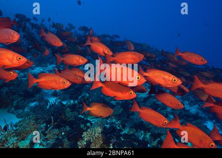 Shoal of Crescent-tail Bigeye, Priacanthus hamrur, Fakarava, Tuamotu Archipel, Französisch-Polynesien Stockfoto