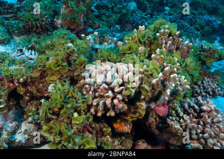 Korallenbleiche, Fakarava, Tuamotu Archipel, Französisch-Polynesien Stockfoto