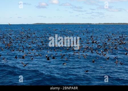 Flock of Black Noddies, Anous Minutus, Fakarava, Tuamotu Archipel, Französisch-Polynesien Stockfoto