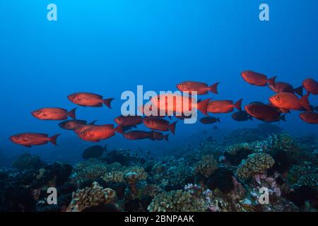 Shoal of Crescent-tail Bigeye, Priacanthus hamrur, Fakarava, Tuamotu Archipel, Französisch-Polynesien Stockfoto