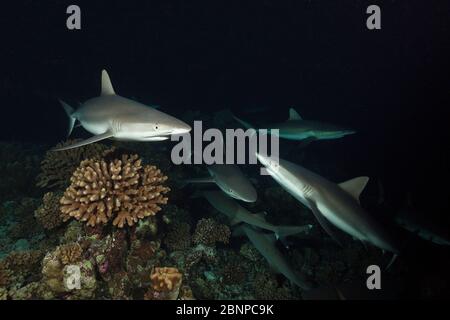 Grau Riff Haifisch bei Nacht, Carcharhinus amblyrhynchos, Fakarava, Tuamotu Archipel, Französisch-Polynesien Stockfoto