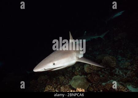 Grau Riff Haifisch bei Nacht, Carcharhinus amblyrhynchos, Fakarava, Tuamotu Archipel, Französisch-Polynesien Stockfoto
