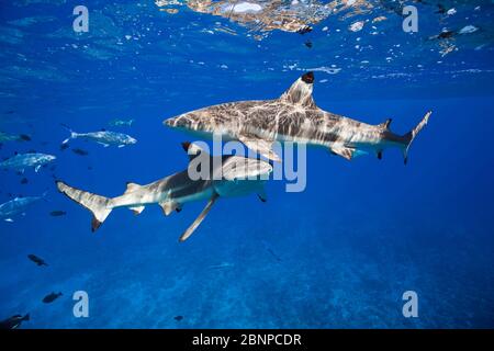 Blacktip Reef Sharks unterhalb der Wasseroberfläche, Carcharhinus melanopterus, Moorea, Französisch-Polynesien Stockfoto