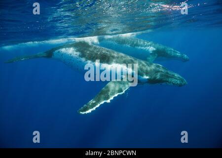 Paar Humpback-Wale, Megaptera novaeangliae, Moorea, Französisch-Polynesien