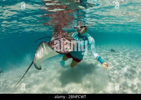 Schnorcheln mit Pink Whipray in Lagoon, Pateobatis fai, Moorea, Französisch-Polynesien Stockfoto