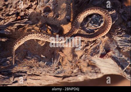 Schlange auf einem trockenen Baum. Nahaufnahme und selektive Seitenansicht der Rattenschlange auf dem Kopf, die Schlange kriecht auf den trockenen Zweigen, Reptilien auf den Ästen. Stockfoto