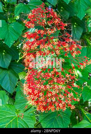 Pagodenblume, (Clerodendrum paniculatum), Botanischer Garten, Victoria, Mahe Island, Seychellen, Indischer Ozean, Afrika Stockfoto