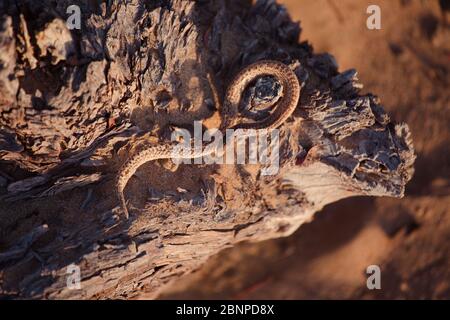 Schlange auf einem trockenen Baum. Nahaufnahme und selektive Seitenansicht der Rattenschlange auf dem Kopf, die Schlange kriecht auf den trockenen Zweigen, Reptilien auf den Ästen. Stockfoto