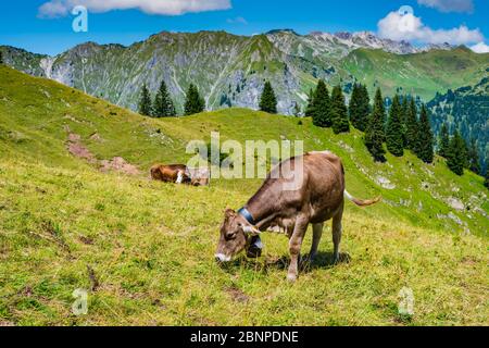 Hornloses Allgäuer Braunvieh, Alpenlandschaft im Oytal, Allgäuer Alpen, Allgäu, Bayern, Deutschland, Europa Stockfoto