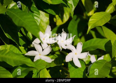 Die Nahaufnahme von Gerdenia Crape Jasmine - weiße Blüten Stockfoto