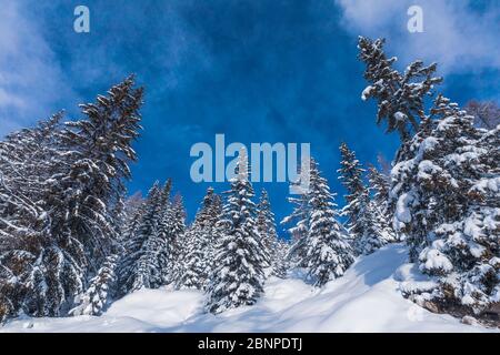 Schneebedeckte Bäume und ein klassischer blauer Himmel, Belluno, Dolomiten, Venetien, Italien Stockfoto