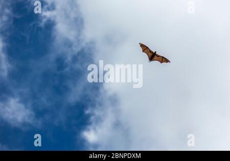 Seychellen-Fruchtfledermaus (Pteropus seychellensis), Botanischer Garten, Victoria, Mahe Island, Seychellen, Indischer Ozean, Afrika Stockfoto