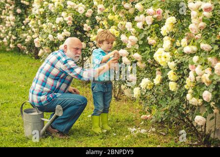 Blume Rose Pflege und Bewässerung. Großvater mit Enkel zusammen im Garten. Großvater im Gespräch mit Enkel. Enkel und Großvater verbringen Zeit in t Stockfoto