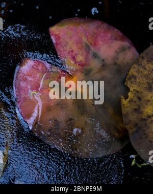 Europa, Deutschland, Hessen, Marburger Land, Herbst gefärbte Seerosenblätter, die im Eis gefroren sind Stockfoto