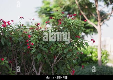 Blühende Kamelie Busch mit roten Blüten und dicken Blätter im Frühling. Stockfoto