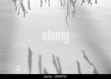 Finnland, Lappland, Winter, Schneedecke, Detail Stockfoto