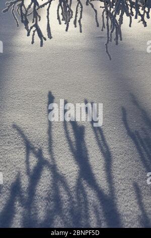 Finnland, Lappland, Winter, Schneedecke, Detail Stockfoto