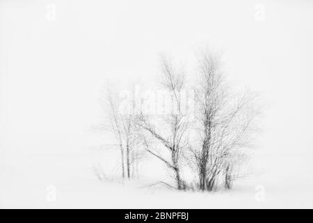 Finnland, Lappland, Winter, Baum, Mehrfachbelichtung Stockfoto