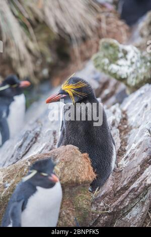 Ein Macaroni-Pinguin (Eudyptes chrysolophus) und ein Steintrichter-Pinguin (Eudyptes chrysocome chrysocome) auf einer felsigen Insel, East Falkland, Falkland Islands, Südamerika Stockfoto
