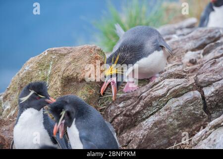 Ein Macaroni-Pinguin (Eudyptes chrysolophus) versucht, zwei Rockhopper-Pinguine (Eudyptes chrysocome, East Falkland, Falkland Islands, South Atlantic, Südamerika zu erschrecken Stockfoto