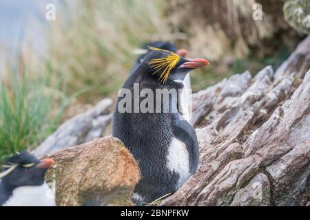 Makkaroni-Pinguin (Eudyptes chrysolophus), East Falkland, Falkland-Inseln, Südatlantik, Südamerika Stockfoto