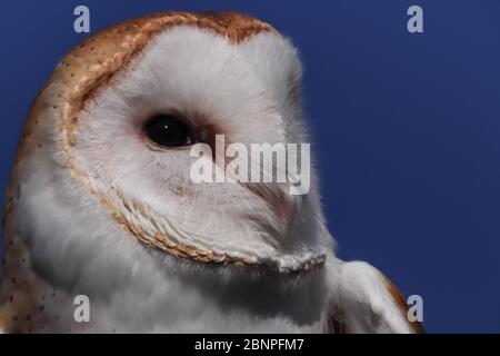 Nahaufnahme des schönen Kopfes einer Scheune Eule (Tyto alba) mit seiner herzförmigen weißen Gesichtsscheibe gegen einen blauen Himmel. Schnabel, dunkles Auge, Kopierraum. Stockfoto