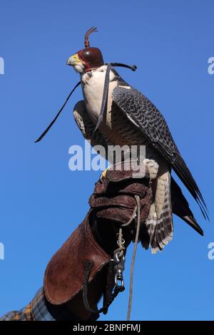 Der Greifvogel mit Kapuze thront auf der schweren Lederhandschuhee des Trainers, die gegen einen blauen Himmel hoch gehalten wird, in einer Ausstellung der Falknerei, einer Jagdsporttradition. Stockfoto