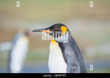 Königspinguine (Aptenodytes patagonicus), East Falkland, Falklandinseln, Stockfoto