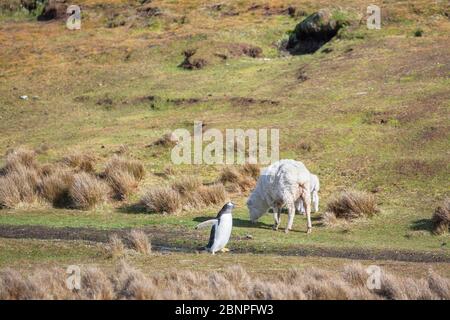 Schaf Treffen Gentoo Penguin (Pygocelis papua papua), Volunteer Point, East Falkland, Falkland Inseln, Stockfoto