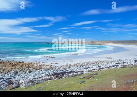 Strand, Volunteer Point, East Falkland, Falkland Islands, Stockfoto