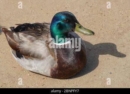 Sehr schöne männliche Stockente (Anas platyrhynchos) wirft einen Schatten auf einen Feldweg, sein grüner Kopf scheint in der Sonne, als er den Fotografen sieht. Stockfoto