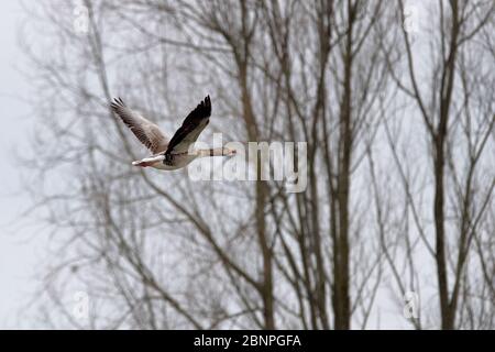 Graugans im Flug Stockfoto