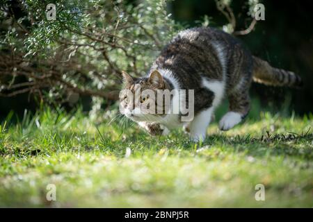 Verspielt lauernde tabby weiße britische Kurzhaarkatze im Freien in der Natur angreifen Stockfoto