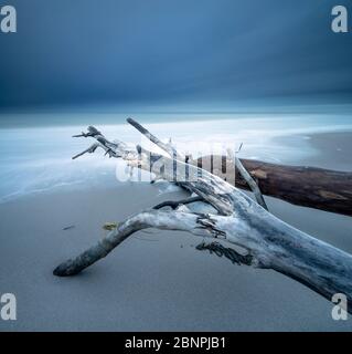 Entwurzelte Bäume am Ostseestrand, dunkle Wolken, Langzeitbelichtung, Halbinsel Fischland-Darß-Zingst, Nationalpark Vorpommersche Boddenlandschaft, Mecklenburg-Vorpommern, Deutschland Stockfoto