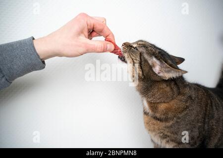 Seitenansicht der menschlichen Hand füttern Katze mit rohem Fleisch Rindfleisch vor weißem Hintergrund mit Kopierraum Stockfoto